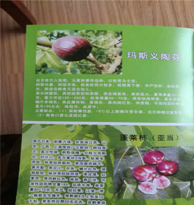 五年巴勞奈無(wú)花果苗 基地直供，今年頭條禮品花卉銷售新趨勢(shì)